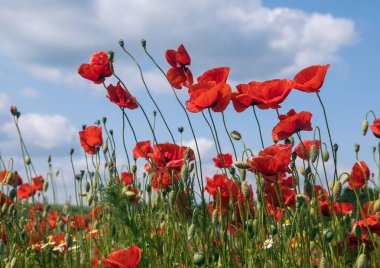 Kırmızı gelincik tarlası ya da gelincik, mısır haşhaşı, mısır gülü, tarla gelinciği, afyon, latin papaver Rhoaes