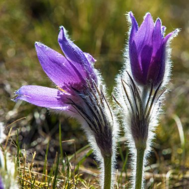 Pasqueflower, daha büyük pask çiçeğinin güzel mavi çiçeği ya da latin pulsatilla grandis içinde çayırdaki paskalya çiçeği.