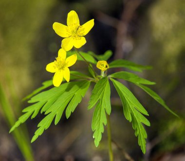 Latince Anemonoides ranunculoides ya da Anemone ranunculoides 'te sarı ahşap şakayık ya da düğün çiçeği.