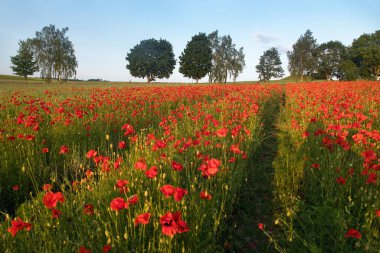 Kırmızı gelincik tarlası ya da gelincik, mısır haşhaşı, mısır gülü, tarla gelinciği, afyon, latin papaver Rhoaes