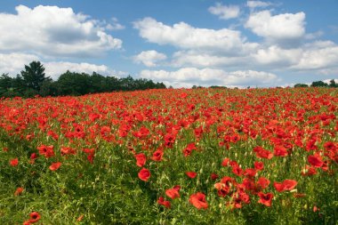Kırmızı gelincik tarlası ya da gelincik, mısır haşhaşı, mısır gülü, tarla gelinciği, afyon, latin papaver Rhoaes