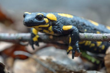 Ateş semenderi, Latince semendra semenderi.