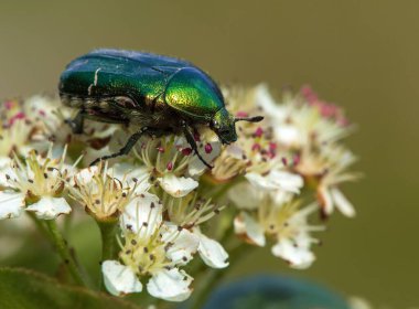 Yeşil Gül Chafer, Latince Cetonia Aurata, beyaz ve kırmızı çiçek üzerine