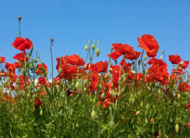 Kırmızı gelincik tarlası ya da gelincik, mısır haşhaşı, mısır gülü, tarla gelinciği, afyon, latin papaver Rhoaes