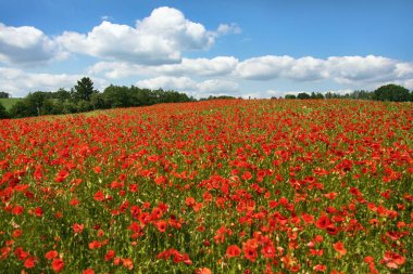 Kırmızı gelincik tarlası ya da gelincik, mısır haşhaşı, mısır gülü, tarla gelinciği, afyon, latin papaver Rhoaes