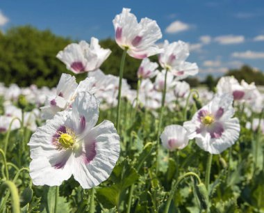 Afyon haşhaş çiçeğinin ayrıntıları, Latin papaver somniferum 'da, Çek Cumhuriyeti' nde gıda endüstrisi için beyaz renkli çiçekli haşhaş yetiştirilir.