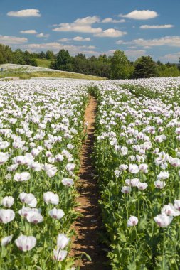 Çiçekli afyon haşhaş tarlası, Latin papaver somniferum 'da beyaz renkli haşhaş gıda endüstrisi için Çek Cumhuriyeti' nde yetiştirilir.