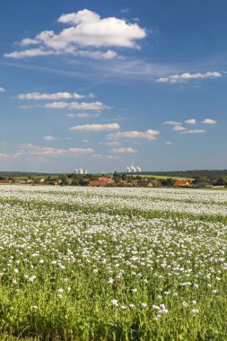 flowering opium poppy field in Latin papaver somniferum and Nuclear power plant Dukovany, white colored poppy is grown in Czech Republic for food industry clipart