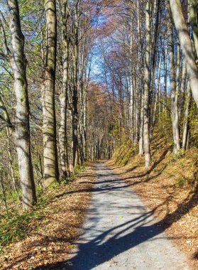 Autumn forest road in deciduous beech forest, Czech Republic clipart