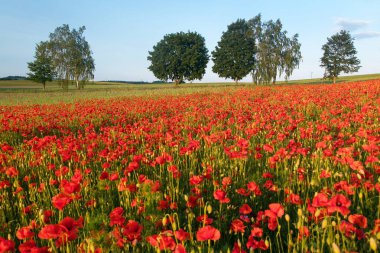 Kırmızı gelincik tarlası ya da gelincik, mısır haşhaşı, mısır gülü, tarla gelinciği, afyon, latin papaver Rhoaes