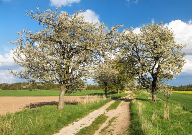 Alley of flowering cherry trees and dirt road, springtime view