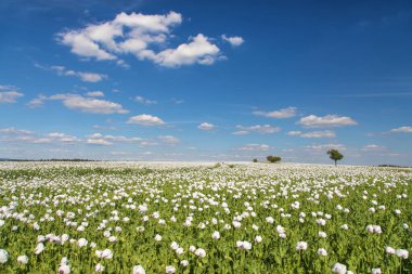 Latin papaver somniferum 'da çiçek açan afyon haşhaş tarlası, Çek Cumhuriyeti' nde gıda endüstrisi için beyaz renkli haşhaş yetiştirilir.