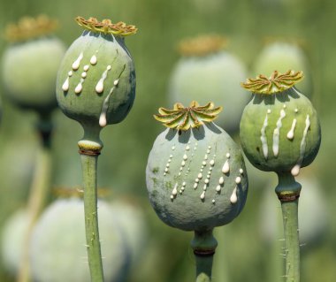 Afyon haşhaş başlarının ayrıntıları, latin papaver somniferum, afyon sütlü lateks damlaları, üç haşhaş kapsülü 