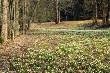 Beyaz çiçekli bahar çayırları kar taneleri Latin leucojum vernum ve orman çiçekleri