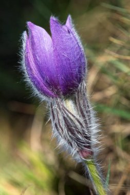 Pasqueflower, daha büyük pask çiçeğinin güzel mavi çiçeği ya da latin pulsatilla grandis içinde çayırdaki paskalya çiçeği.