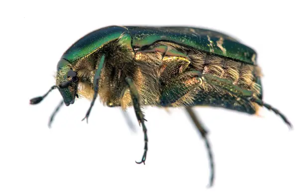 stock image Green Rose Chafer, in latin Cetonia Aurata, isolated on white background