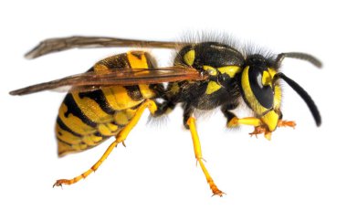 Beyaz arka planda Latin Vespula Vulgaris veya Germanica 'da izole edilmiş Avrupa eşek arısı veya Alman sarı ceketi