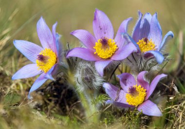 Pasqueflower. Daha büyük pask çiçeğinin güzel mavi çiçeği ya da latin pulsatilla grandis çayırda pasqueflower