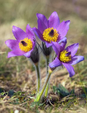 Pasqueflower. Daha büyük pask çiçekli güzel mavi çiçek ya da çayırda pasququflalower, latin pulsatilla grandis, iki pasqueflower