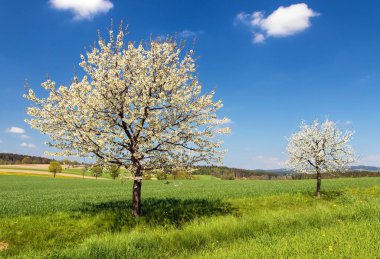 flowering cherry trees in latin Prunus cerasus with beautiful sky. White colored flowering cherrytree