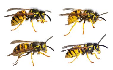 Latin Vespula vulgaris germanica 'da beyaz arka planda izole edilmiş dört Avrupa eşekarısı veya Alman sarı ceketi.