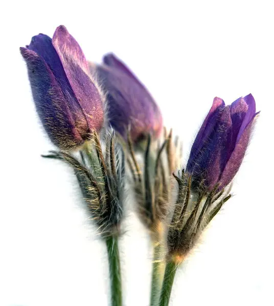 Stock image Pasqueflower, three Pasqueflowers isolated on white background. Beautiful blue flower of greater pasque flower or pasqueflower on the meadow, in latin pulsatilla grandis