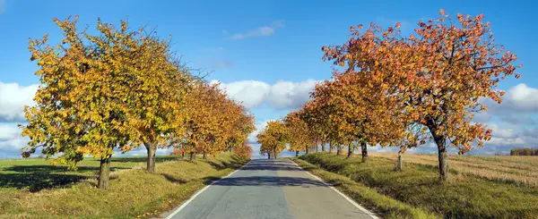 Stock image cherri trees alley, autumnal colored view of road and alley of cherry trees, in latin Prunus Avium