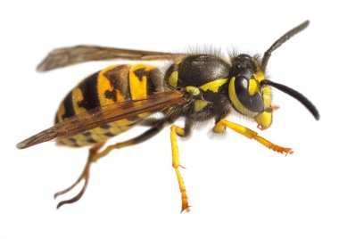 Beyaz arka planda Latin Vespula Vulgaris veya Germanica 'da izole edilmiş Avrupa eşek arısı veya Alman sarı ceketi