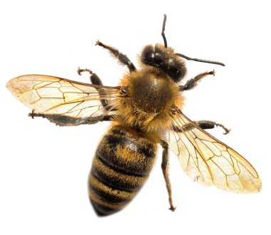Beyaz arka planda Latin Apis Mellifera 'da arı ya da bal arısı ayrıntıları var.