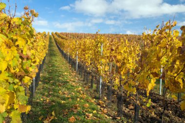 Üzüm bağı, üzüm bağında sonbahar, sarı asma bitkileri, Güney Moravya, Çek Cumhuriyeti