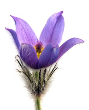 Pasqueflower beyaz arkaplanda izole edildi. Daha büyük pask çiçeğinin güzel mavi çiçeği ya da latin pulsatilla grandis çayırda pasqueflower