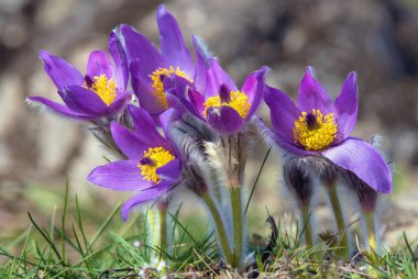 Pasqueflower. Daha büyük pask çiçeğinin güzel mavi çiçeği ya da latin pulsatilla grandis çayırda pasqueflower