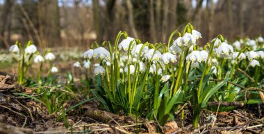 Beyaz çiçekli bahar çayırları kar taneleri Latin leucojum vernum çiçekleri