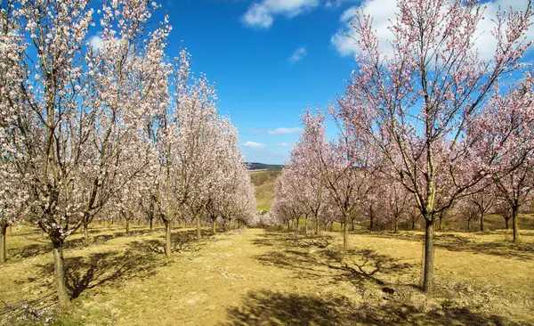 stock image Almond orchard, spring view of a blossoming pink almond orchard near Hustopece, South Moravia, Czech Republic