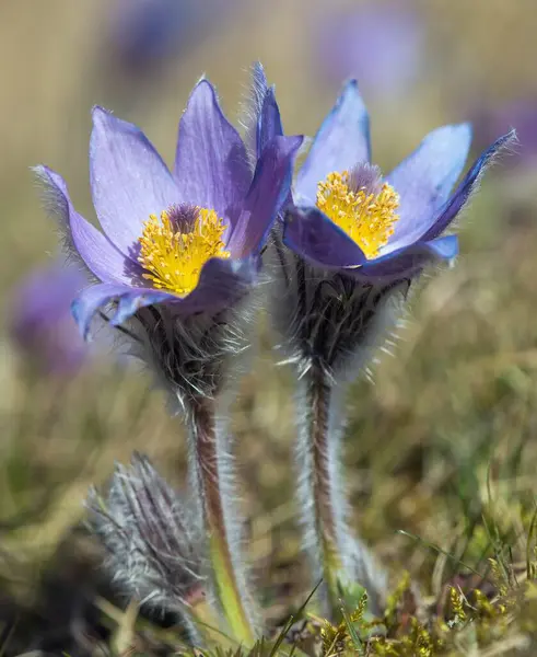 stock image Pasqueflower. Beautiful blue flower of greater pasque flower or pasqueflower on the meadow, in latin pulsatilla grandis, two pasqueflowers