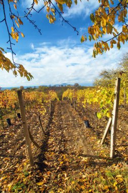 Üzüm bağı, üzüm bağında sonbahar, sarı asma bitkileri, Güney Moravya, Çek Cumhuriyeti