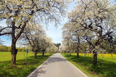 güzel gökyüzü ile latin Prunus cerasus çiçekli kiraz ağaçlarının yol ve sokak. Beyaz renkli çiçekli kiraz ağacı