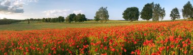 Kırmızı gelincik tarlası ya da gelincik, mısır haşhaşı, mısır gülü, tarla gelinciği, afyon, latin papaver Rhoaes