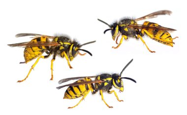 Beyaz arka planda Latin Vespula vulgaris germanica ile izole edilmiş üç Avrupa eşekarısı veya Alman sarı ceketi.