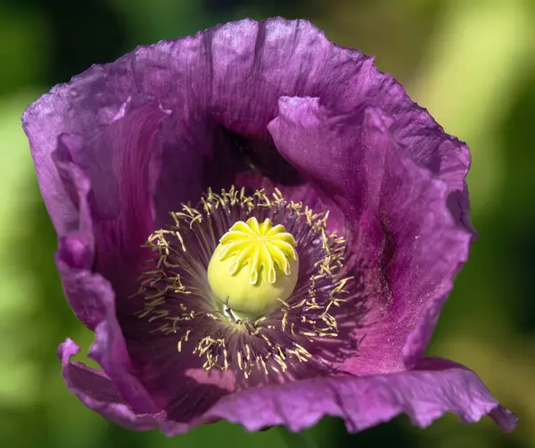 stock image Detail of opium poppy flower, in latin papaver somniferum, dark purple colored flowering poppy is grown in Czech Republic for food industry