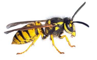 Beyaz arka planda Latin Vespula Vulgaris veya Germanica 'da izole edilmiş Avrupa eşek arısı veya Alman sarı ceketi