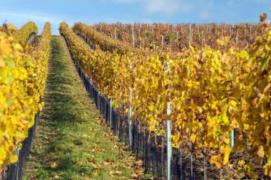 Üzüm bağı, üzüm bağında sonbahar, sarı asma bitkileri, Güney Moravya, Çek Cumhuriyeti