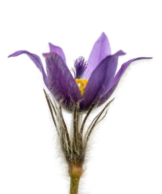 Pasqueflower beyaz arkaplanda izole edildi. Daha büyük pask çiçeğinin güzel mavi çiçeği ya da latin pulsatilla grandis çayırda pasqueflower