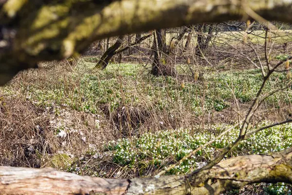 stock image spring meadow with white flowering spring snowflakes flowers in latin leucojum vernum