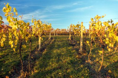 Üzüm bağı, üzüm bağında sonbahar, sarı asma bitkileri, Güney Moravya, Çek Cumhuriyeti