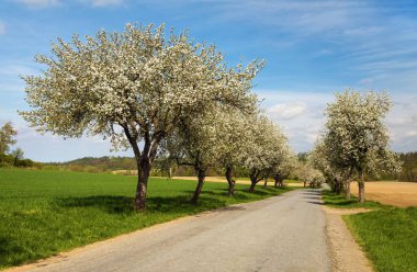 İlkbahar manzarası ve çiçek açan bir elma ağacı sokağı.