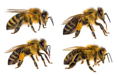 Latin Apis Mellifera, Avrupai ya da batı bal arılarından oluşan dört arı ya da bal arısından oluşan bir grup beyaz arka planda izole edilmiştir.