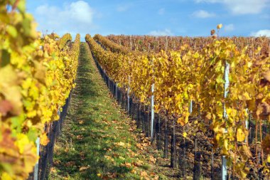 Üzüm bağı, üzüm bağında sonbahar, sarı asma bitkileri, Güney Moravya, Çek Cumhuriyeti