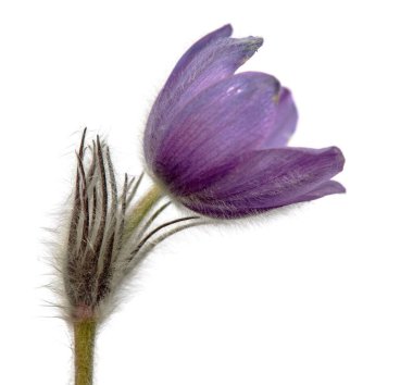Pasqueflower beyaz arkaplanda izole edildi. Daha büyük pask çiçeğinin güzel mavi çiçeği ya da latin pulsatilla grandis çayırda pasqueflower