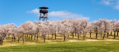 Almond orchard, spring view of a blossoming pink almond orchard near Hustopece, panorama with lookout tower, South Moravia, Czech Republic clipart